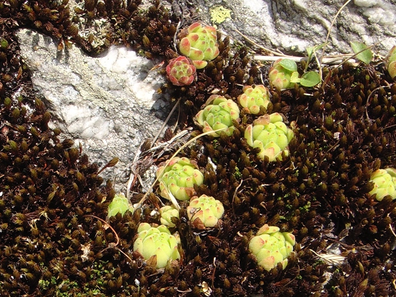 montanum ssp. montanum from Gotthard (Passhöhe)