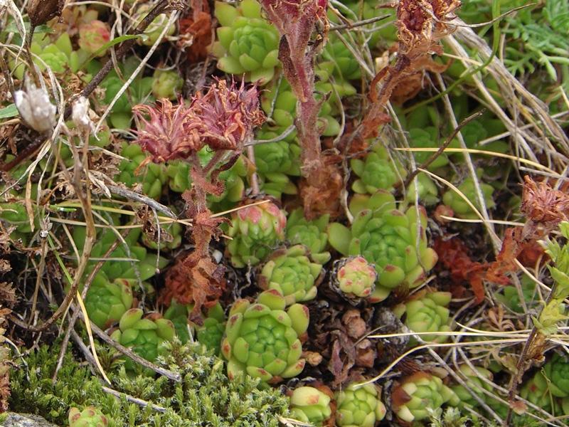 montanum ssp. montanum from Gotthard (Tremola)