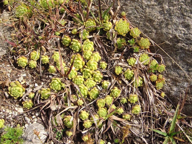 montanum ssp. montanum from Nufenenpass