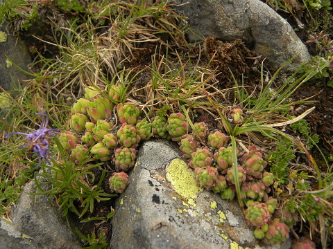 montanum ssp. montanum from Port de Boucharo