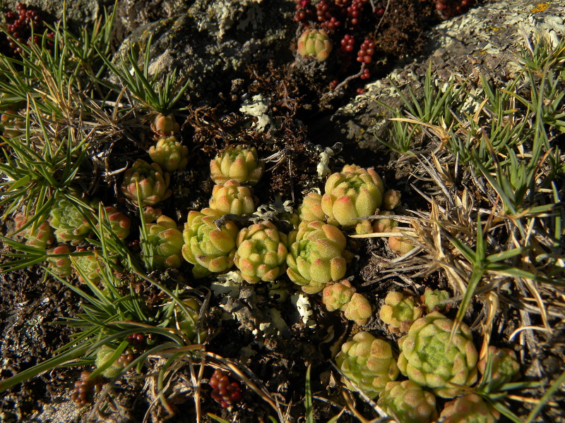 montanum ssp. montanum from Sant Maurici, Brücke