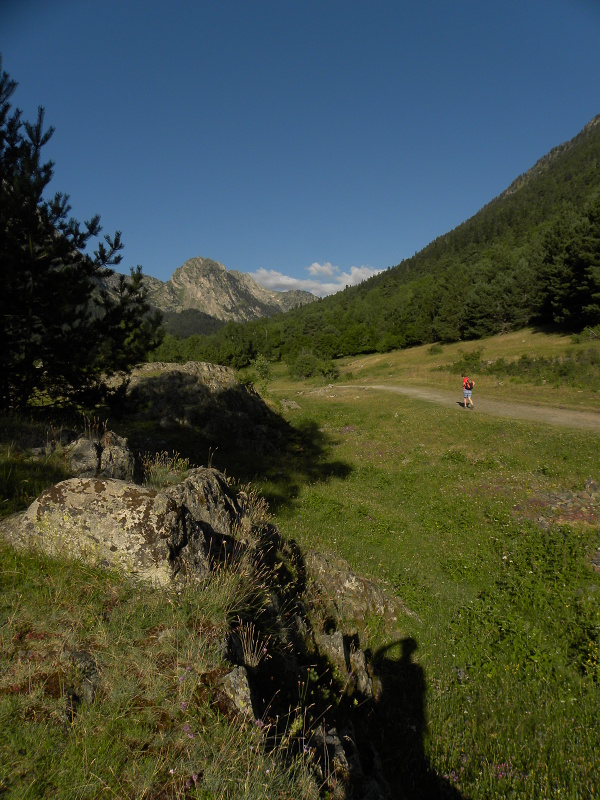 montanum ssp. montanum from Sant Maurici, Brücke