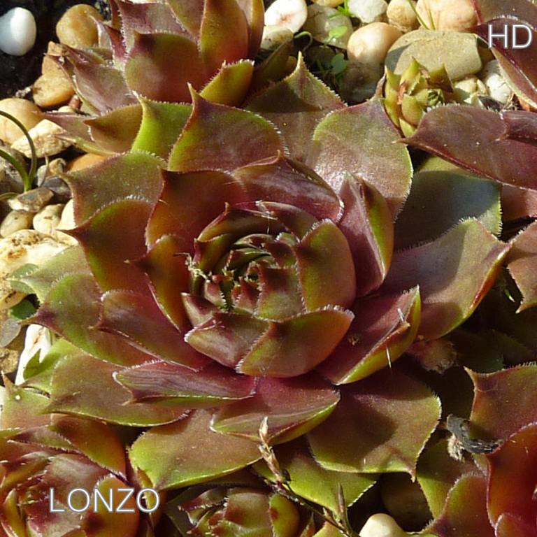 Lonzo
