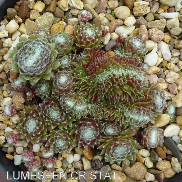 Lumeseen Cristat