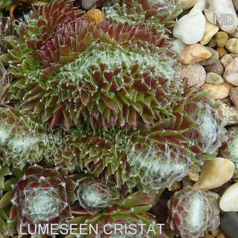 Lumeseen Cristat