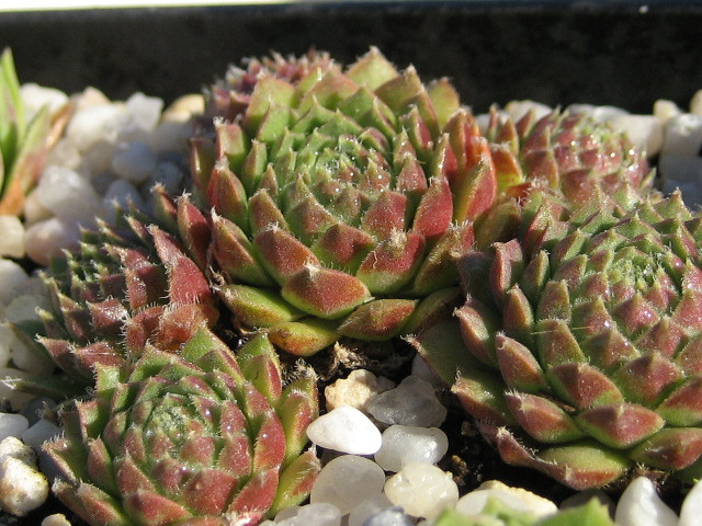 minutum (hirtella)