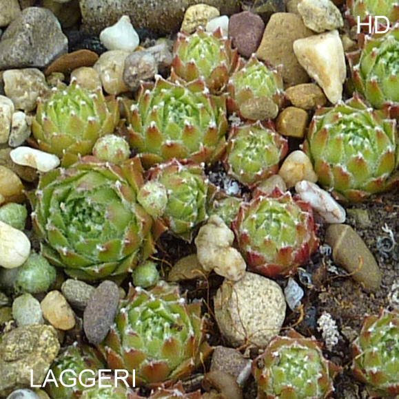 Laggeri