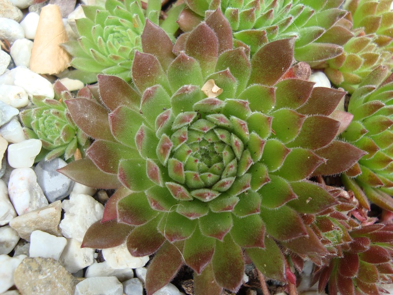 Litschi