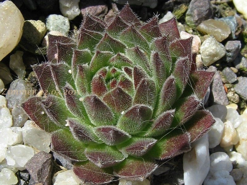 Litschi