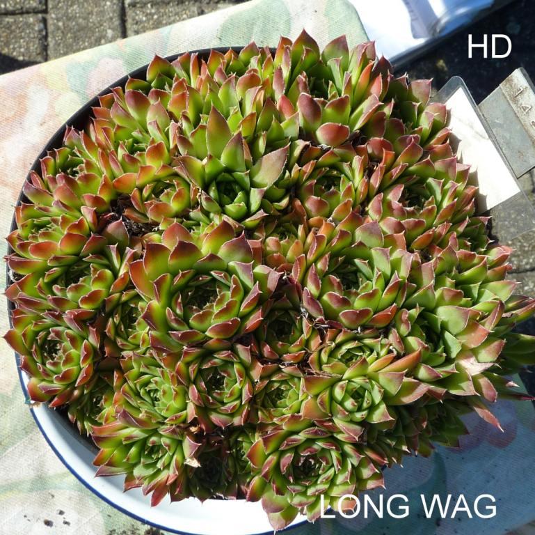 Long Wag / Jovi