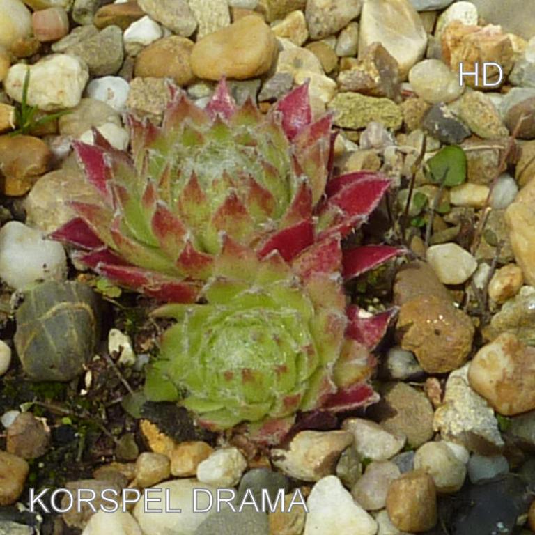Korspel Drama