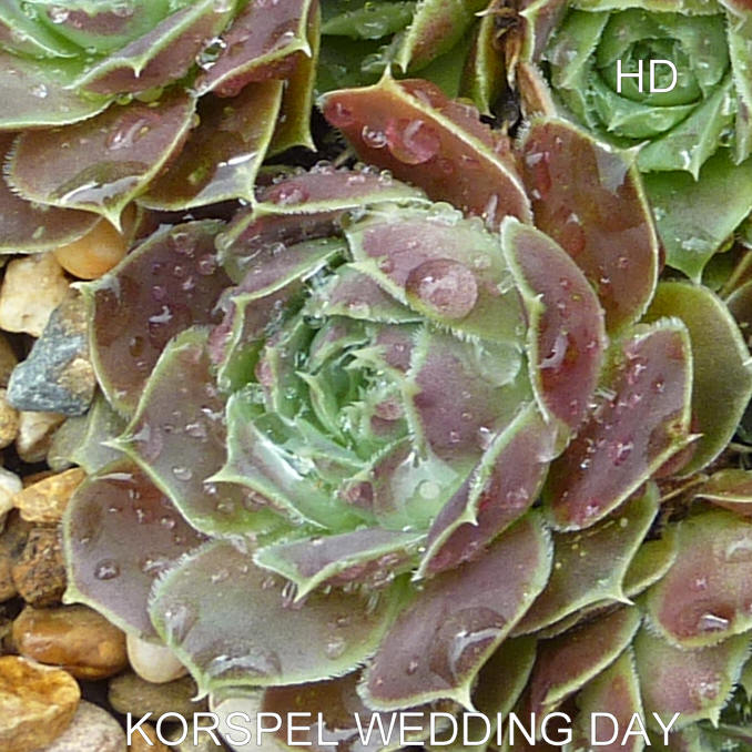 Korspel Wedding Day / Jovi