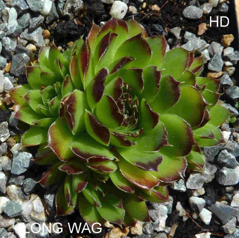 Long Wag / Jovi