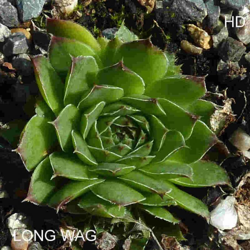 Long Wag / Jovi