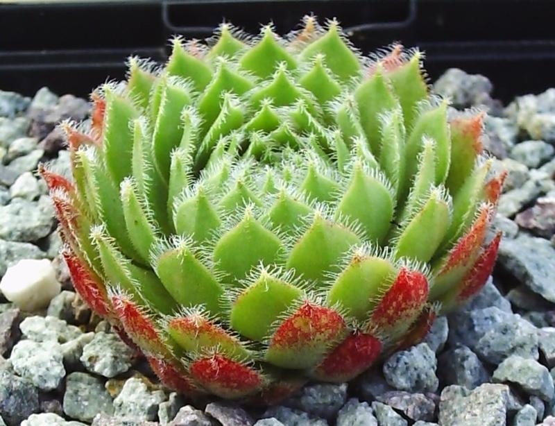 Cono