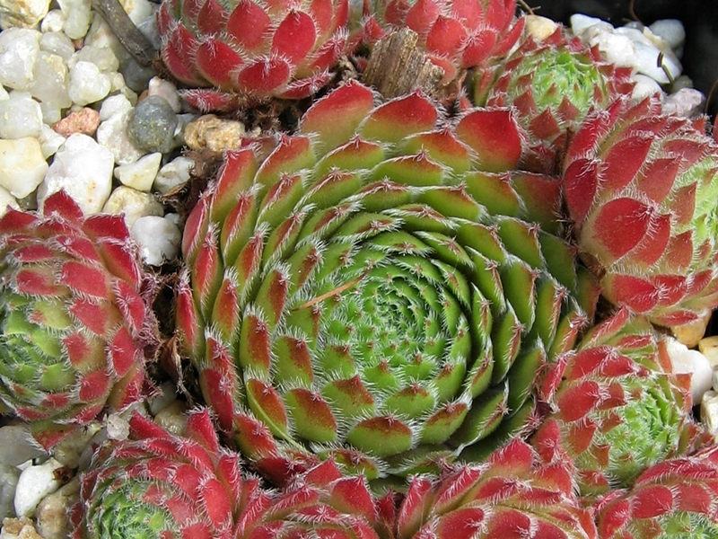 Cono