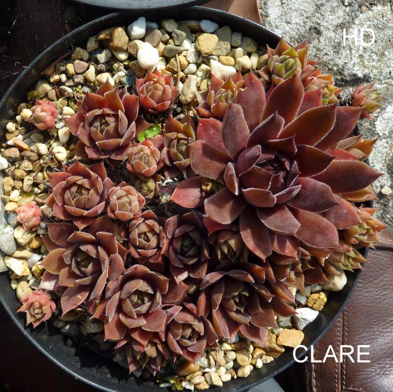 Clare