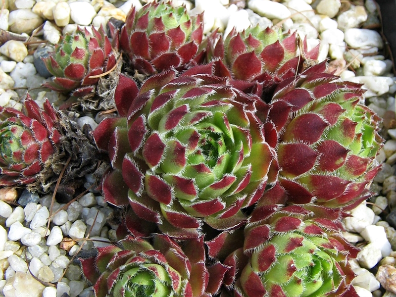Cono