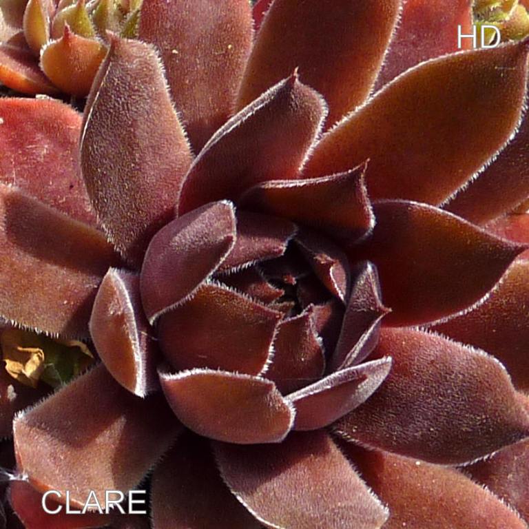 Clare