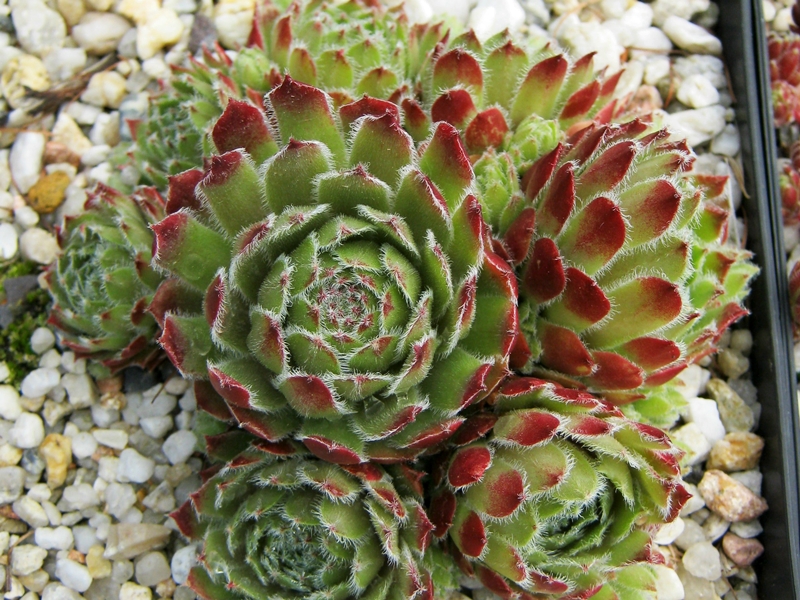 Cono