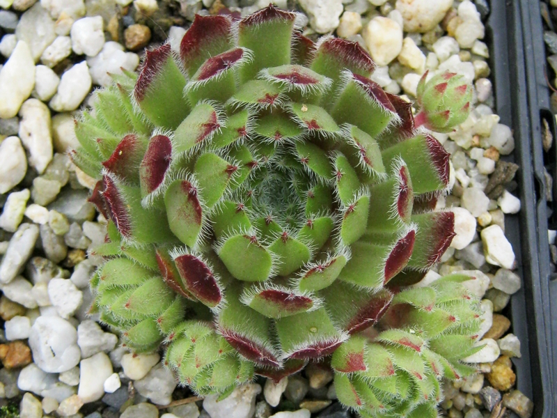 Cono