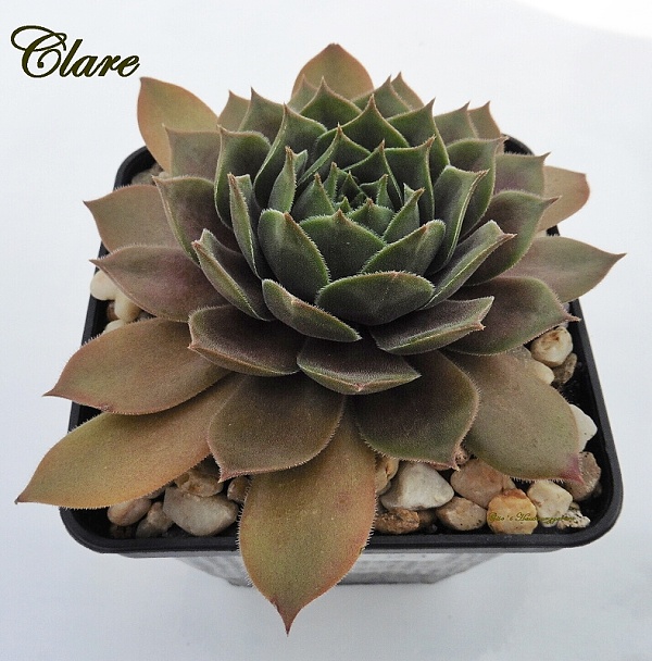 Clare
