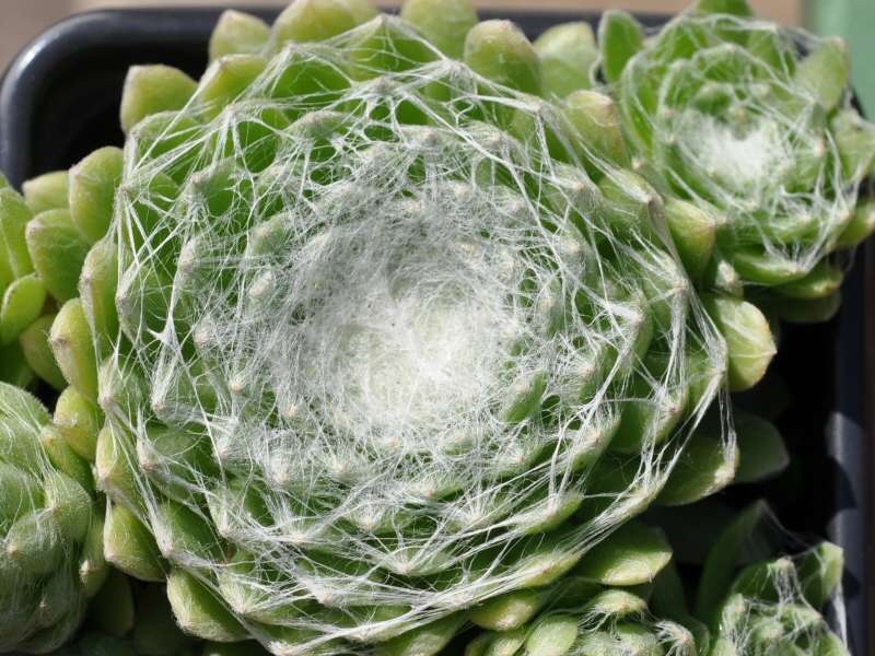 Clärchen