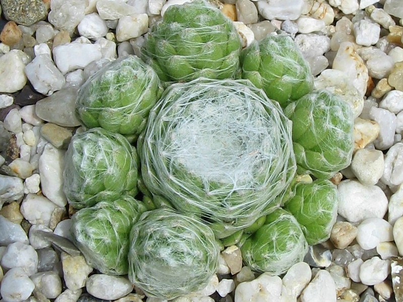 Clärchen