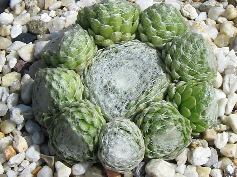 Clärchen