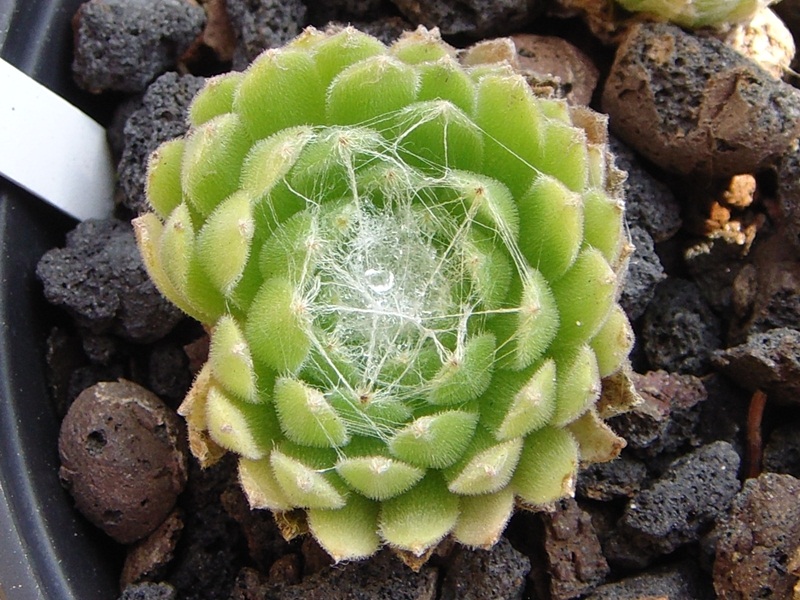Clärchen