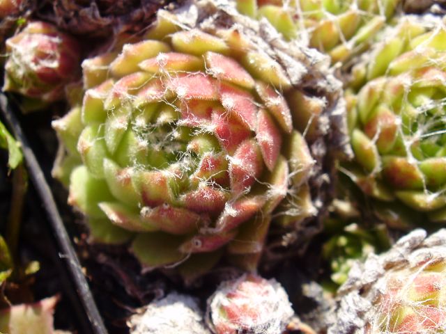 Clärchen