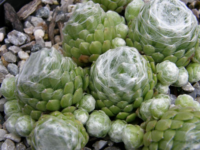 Clärchen
