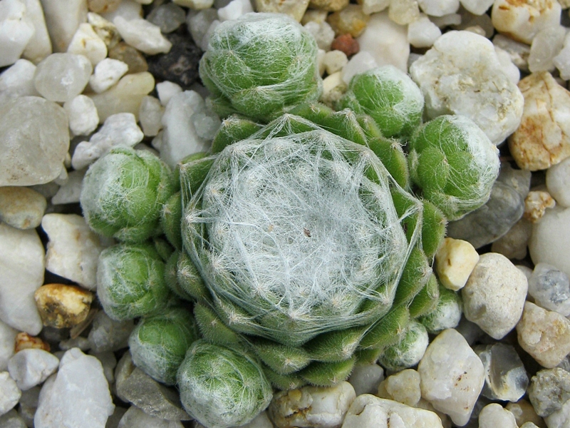 Clärchen