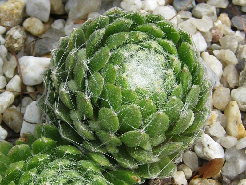 Clärchen