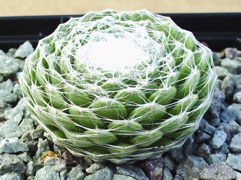 Clärchen