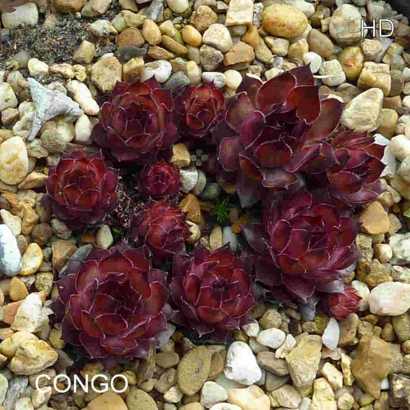 Congo