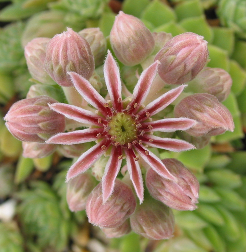 marmoreum ssp. reginae-amaliae from Mavri Petri