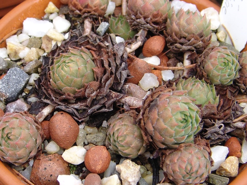 marmoreum ssp. reginae-amaliae