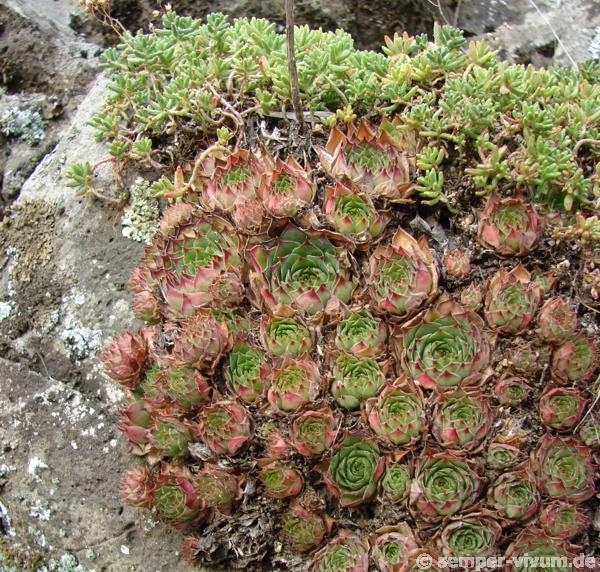 tectorum var. arvernense from Rocher d'Ajoux