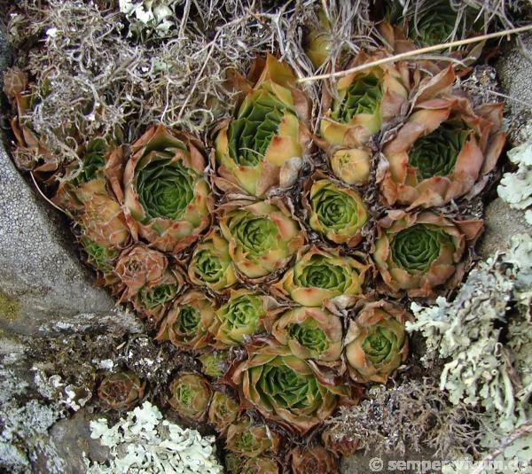 tectorum var. arvernense from Rocher d'Ajoux