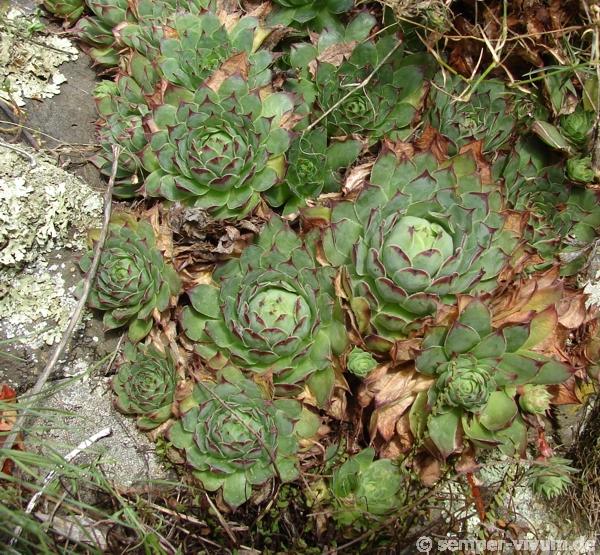 tectorum var. arvernense from Rocher d'Ajoux