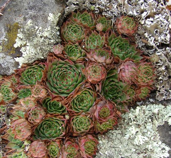 tectorum var. arvernense from Rocher d'Ajoux