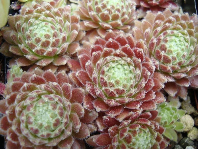 Kubi
