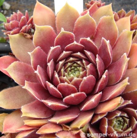 Laura Lee
