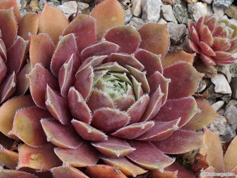 Laura Lee