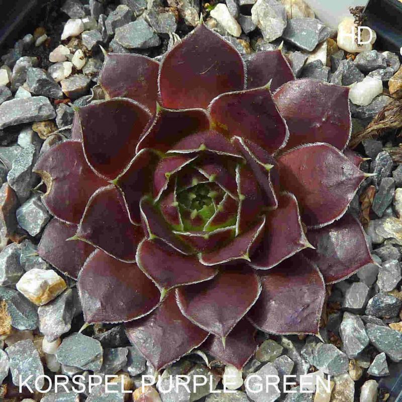 Korspel Purple Green / Jovi
