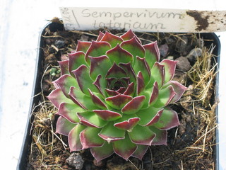 tataricum