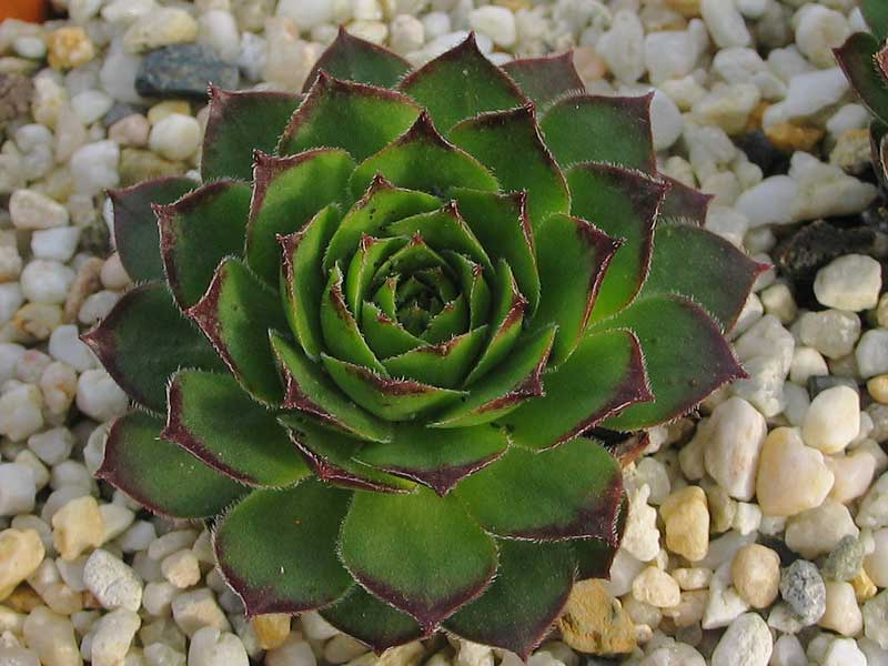 tataricum