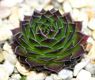 tataricum