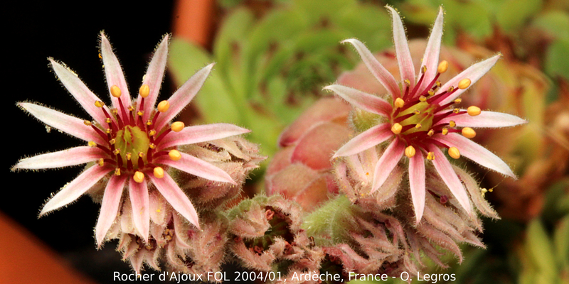 tectorum var. arvernense from Rocher d'Ajoux